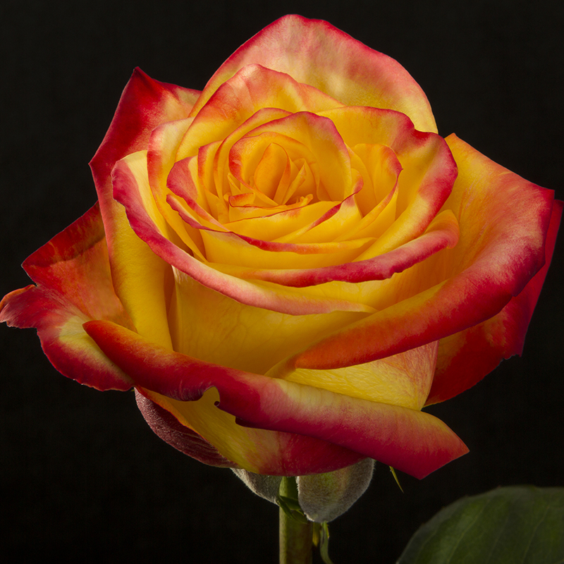 5 varietà di rose da conoscere DeAbyDay